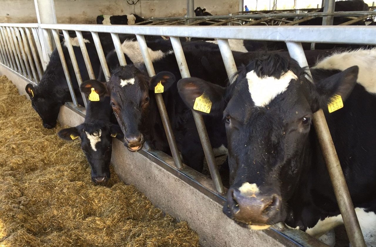 LacPatrick announces December milk price