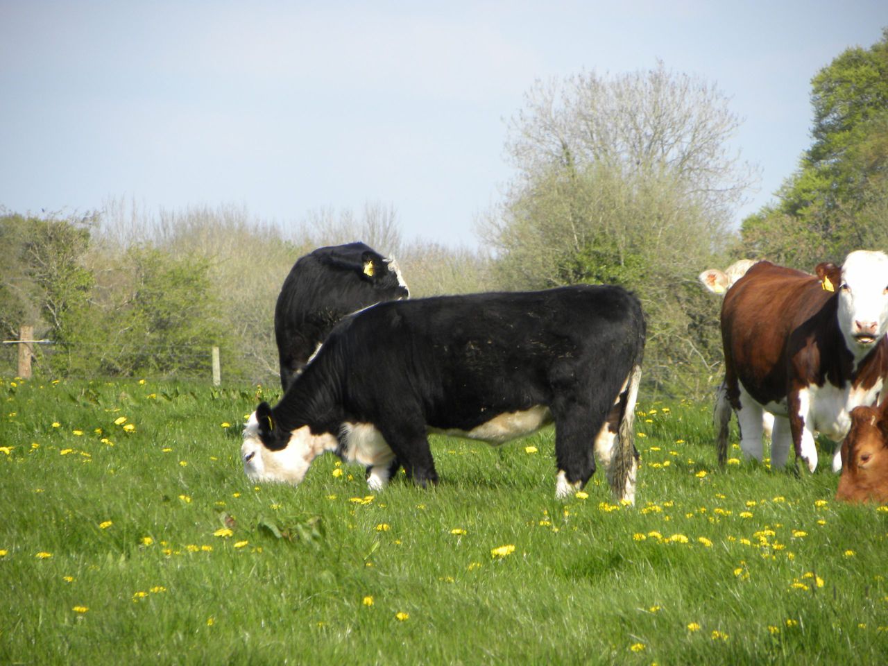 Farmers must be paid realistic prices for beef