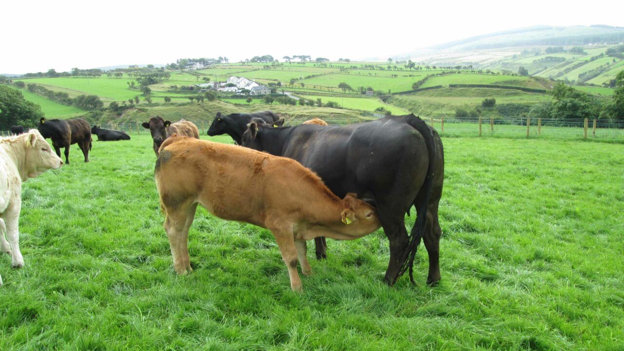 DAERA: £13.3m in Suckler Cow Scheme payments commence