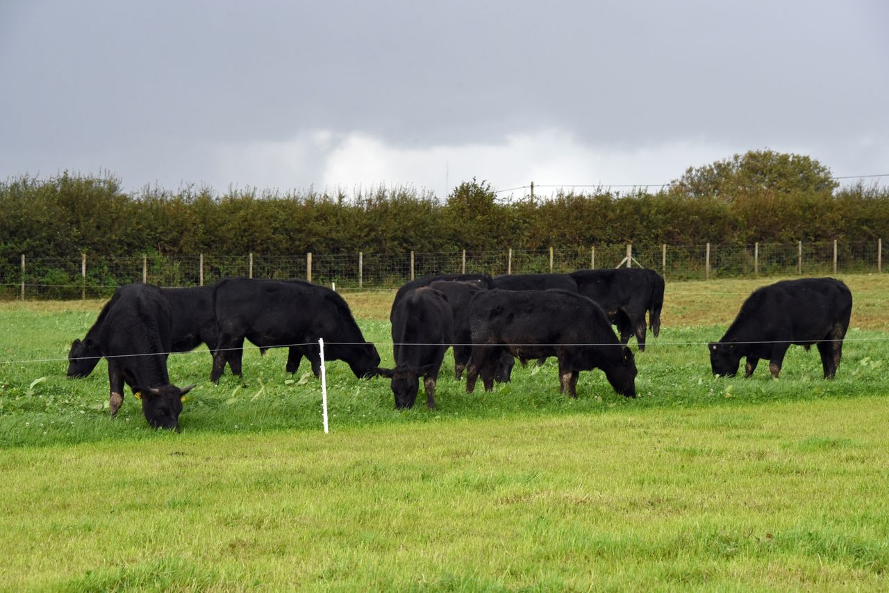 New project to research benefits of mob grazing