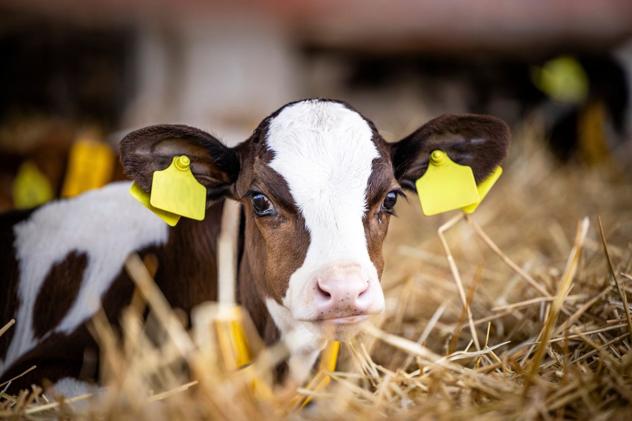 Dairy advice: Controlling calf scour this spring