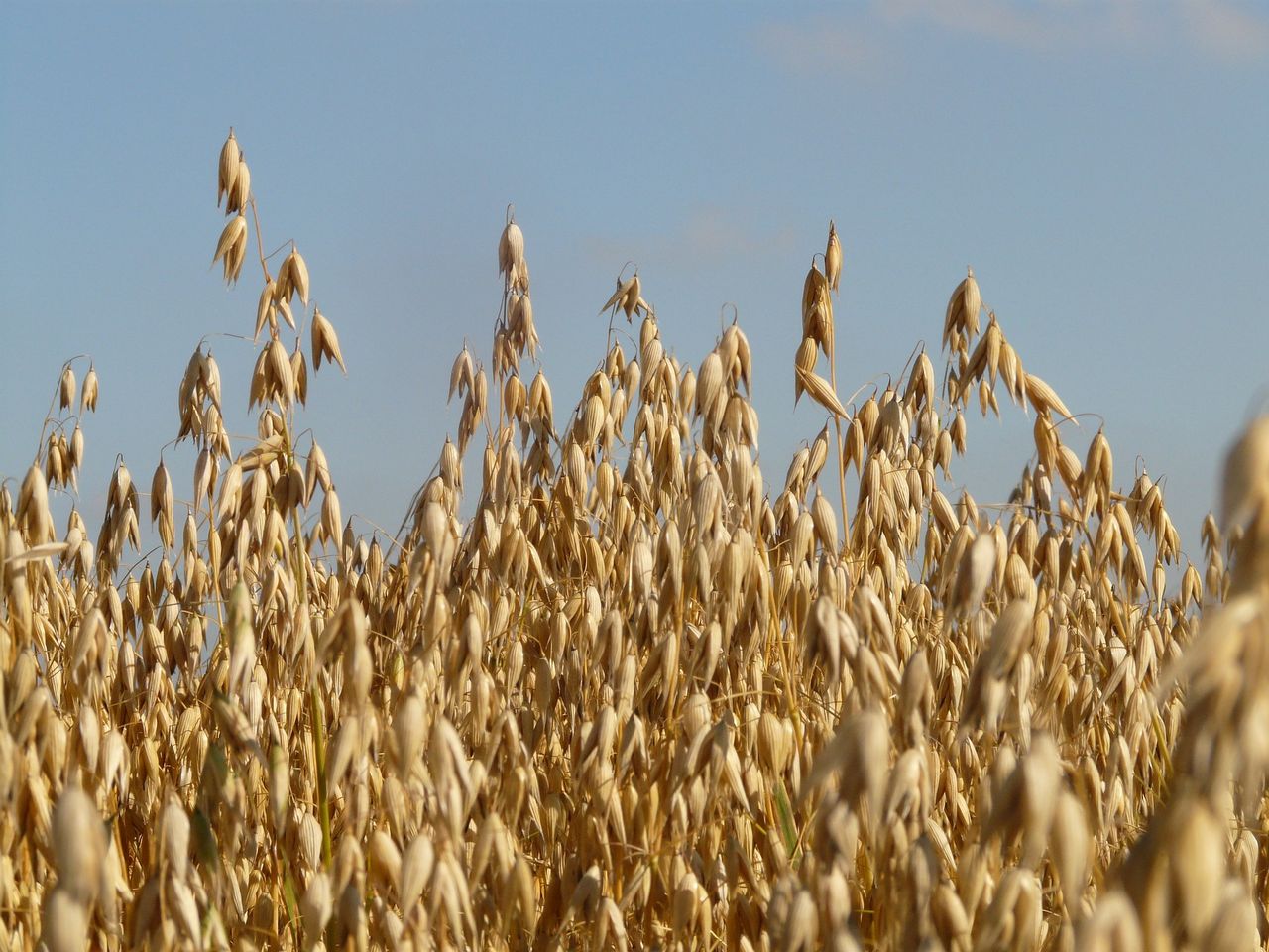 Tillage: Reducing threat of mycotoxins within cereal crops