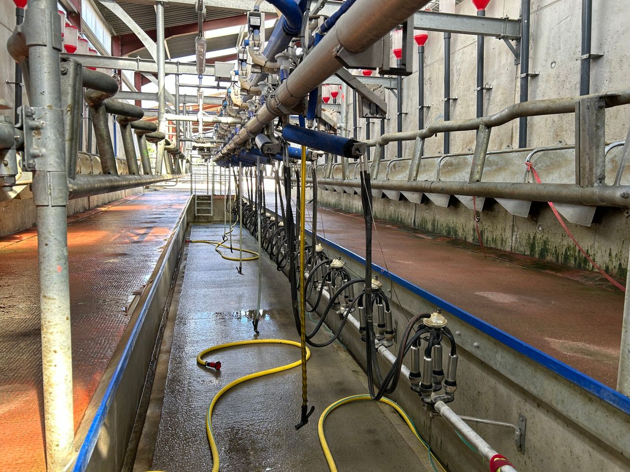 Is it worth moving to once-a-day milking?