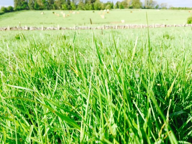 Grass advice: Building begins for autumn