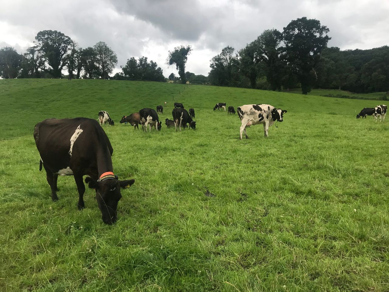 Roll out of NIFAIS sees some access ‘teething issues’ for farmers and vets