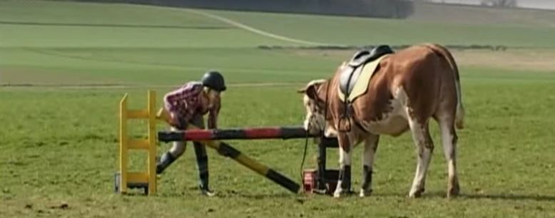 Video: Meet the cow trained to jump like a horse
