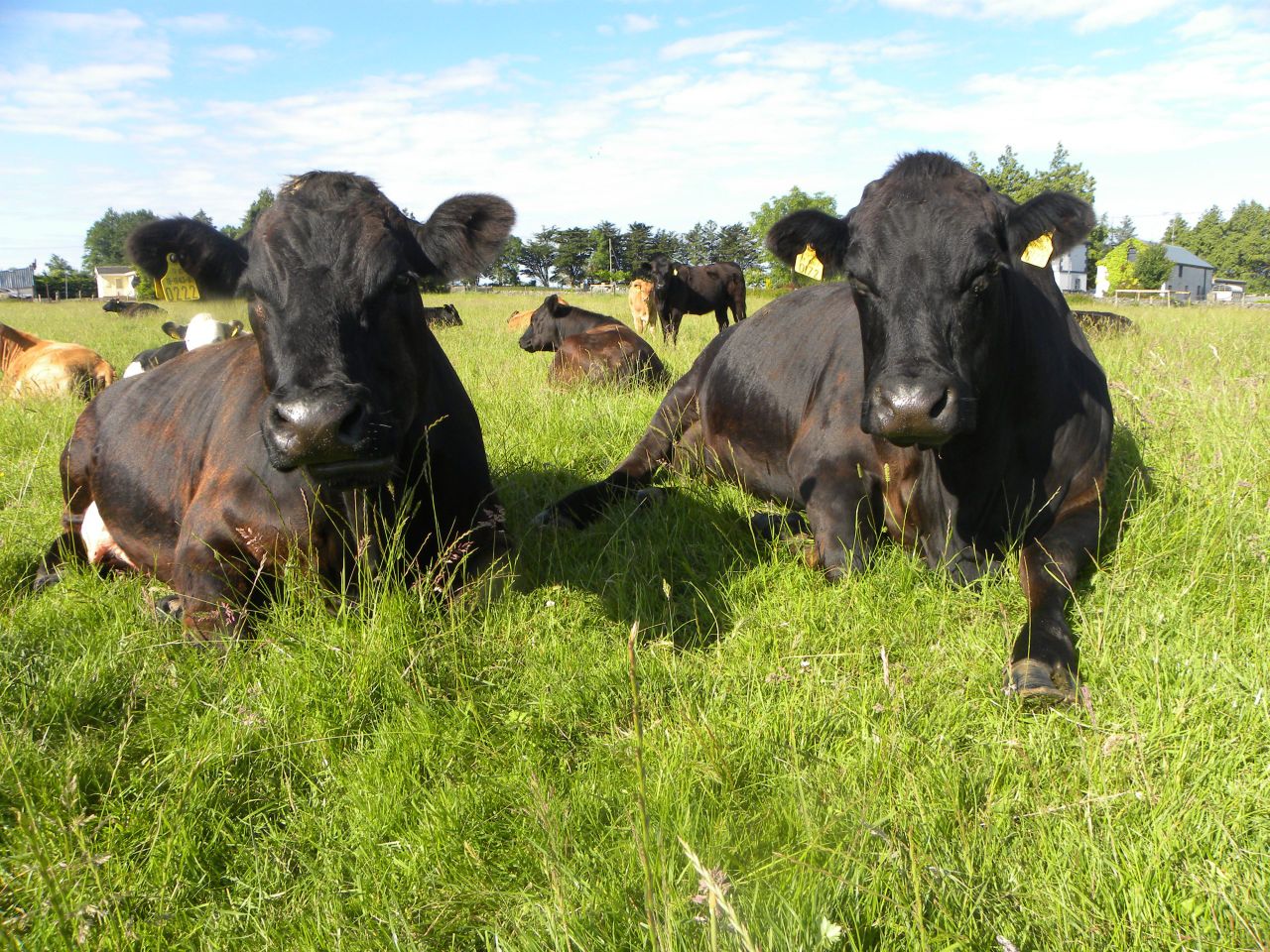 Cull cow prices recovering across the EU