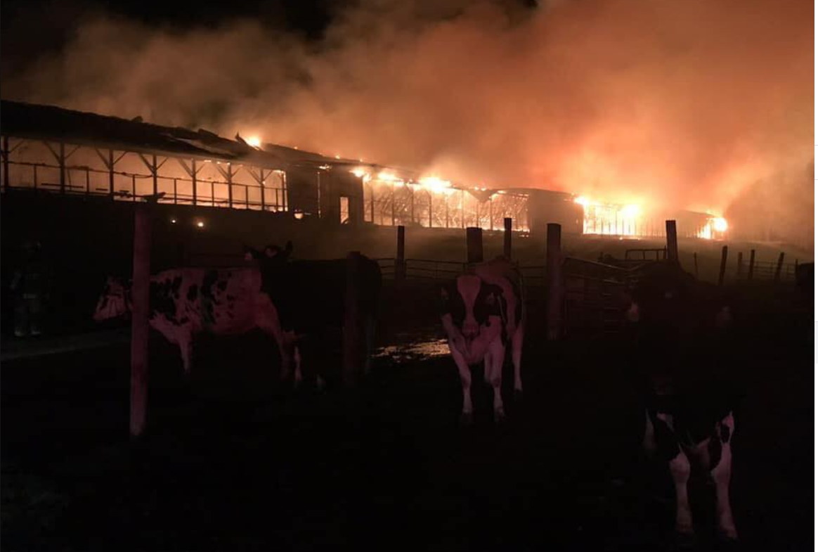 Over 550 cattle perish in US barn blaze