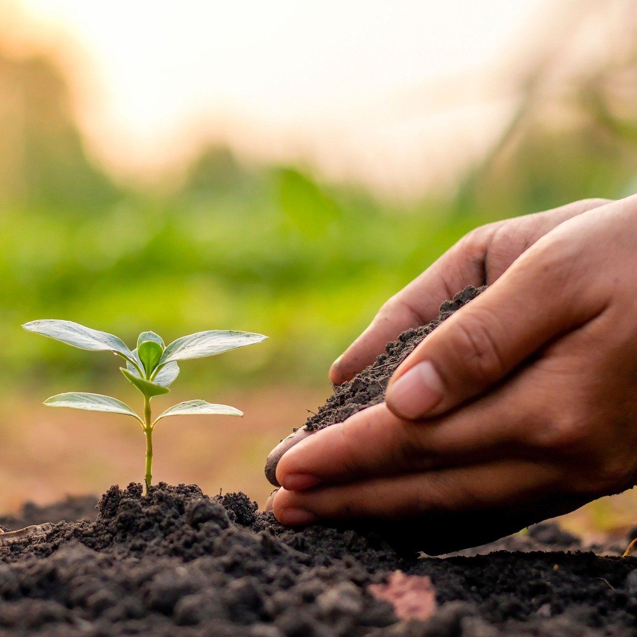 DAERA extends deadline for soil health scheme