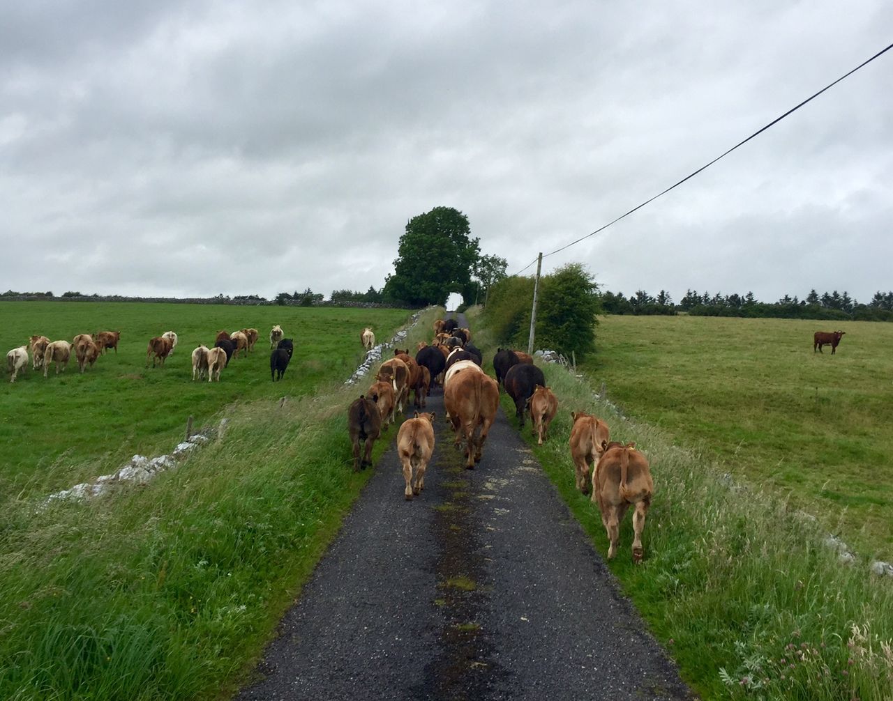 Beef farmers in Northern Ireland lose £2m due to over-age cattle - LMC