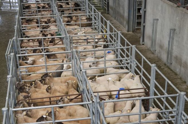 Census shows breeding ewe numbers are up 3% on 2014 levels