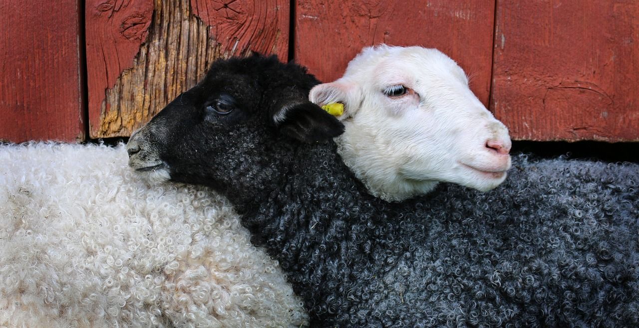 New legislation introduced to ban live animal exports