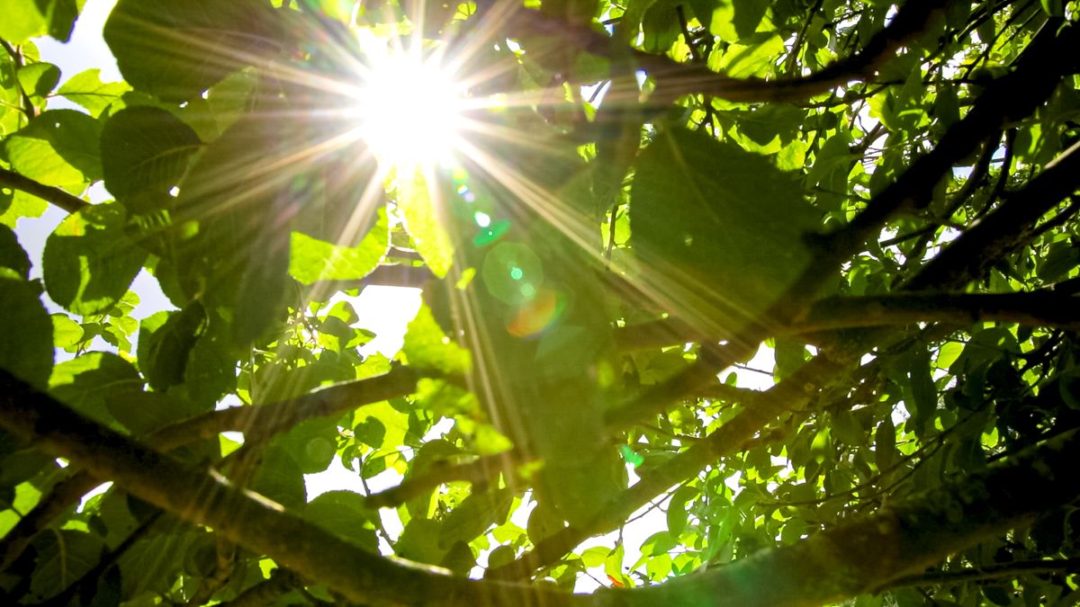 2023 to be one of the Earth's hottest years - Met Office