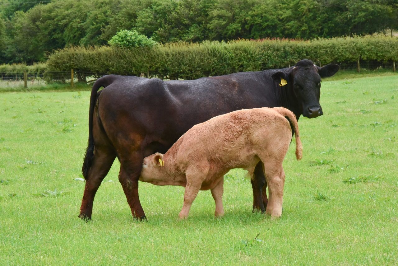 Fertility project launched for Welsh beef herds