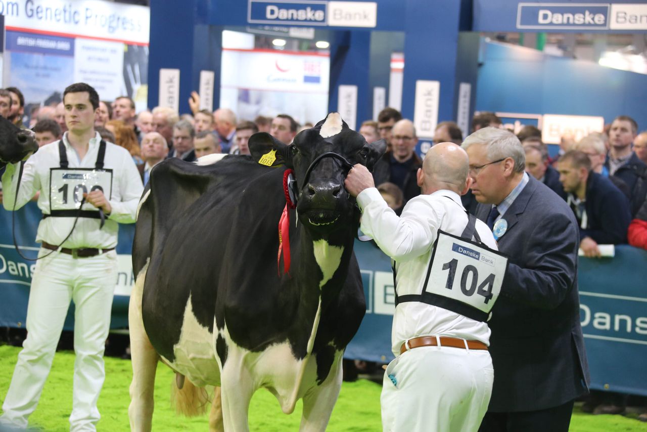 Entries now open for Royal Ulster Winter Fair