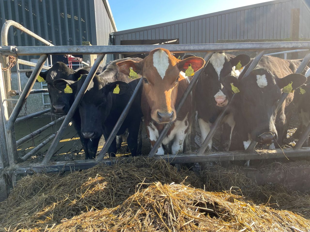 Time for parlour training to begin on your farm