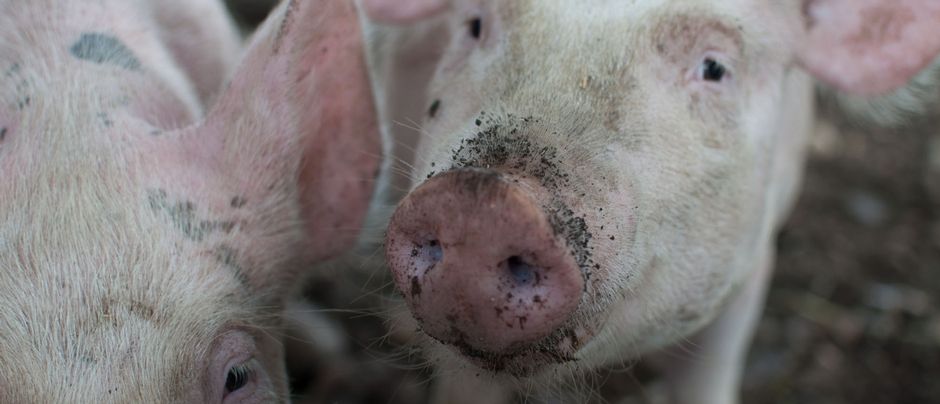 UK research team leads international fight against African Swine Fever
