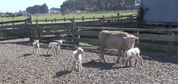 Kiwi sheep gives birth to quadruplet lambs