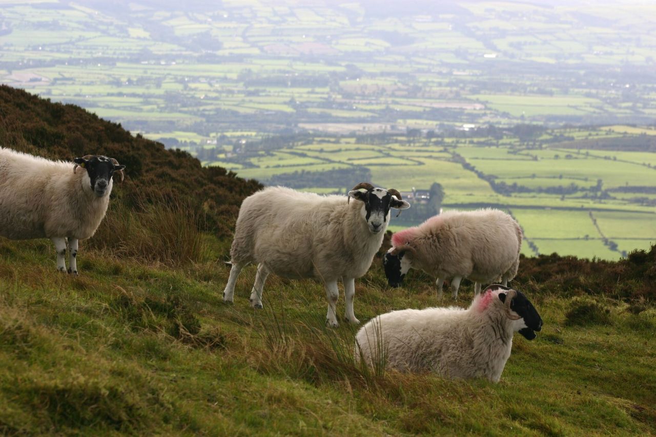 Liver fluke season expected to be ‘longer’ this year