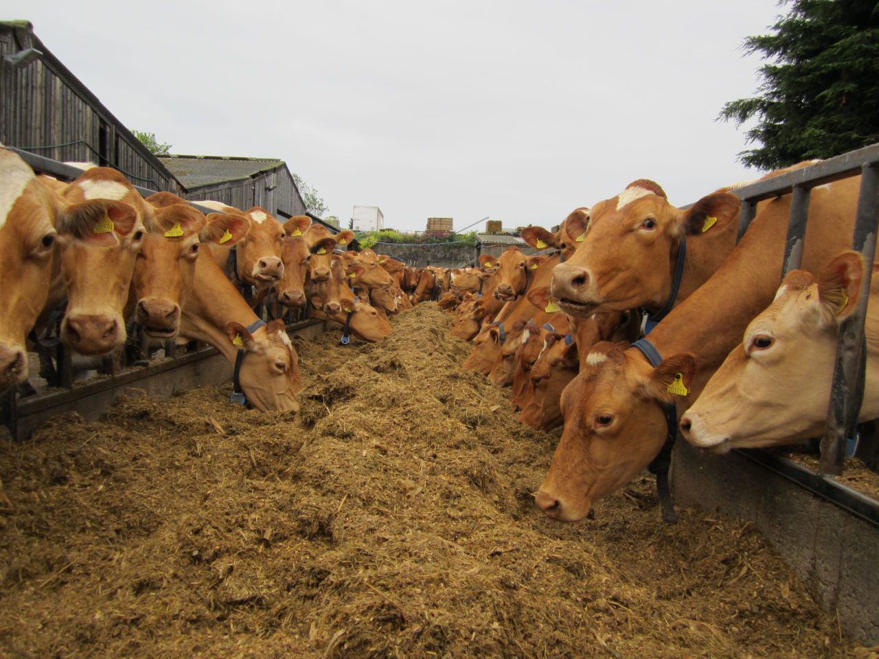 Dairy farmers can look forward to 'volatility proof' EU loans
