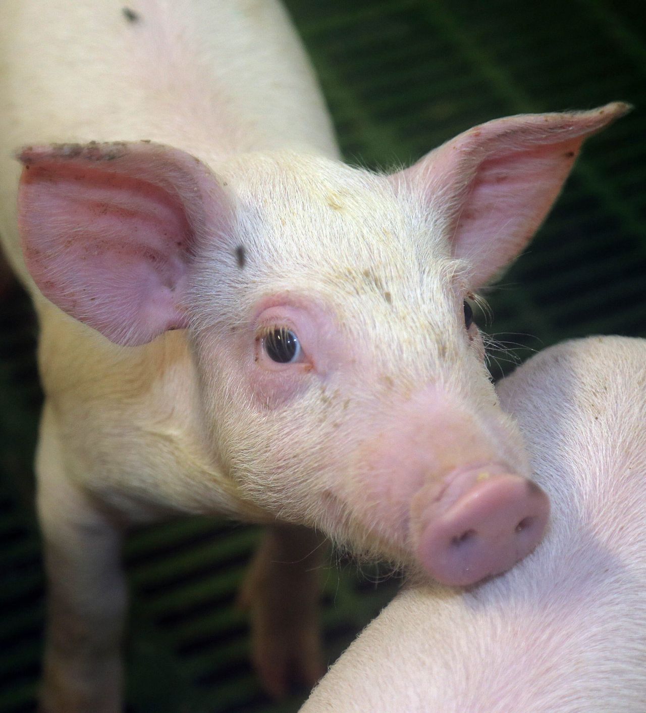 NI farmer banned from keeping animals for life after mistreating pigs