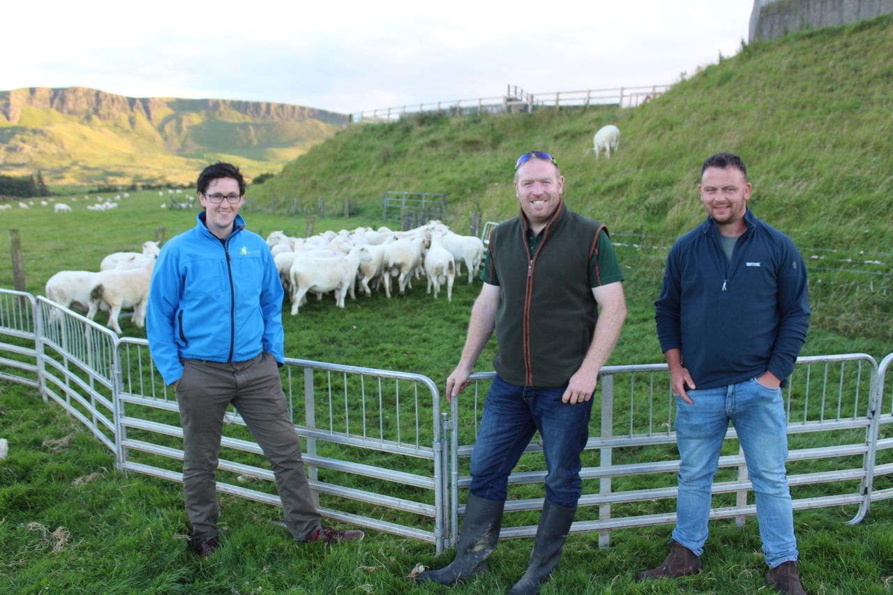Sheep Ireland – sustainable genetic gain