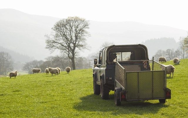 Welsh sheep and goat farmers reminded to submit inventory