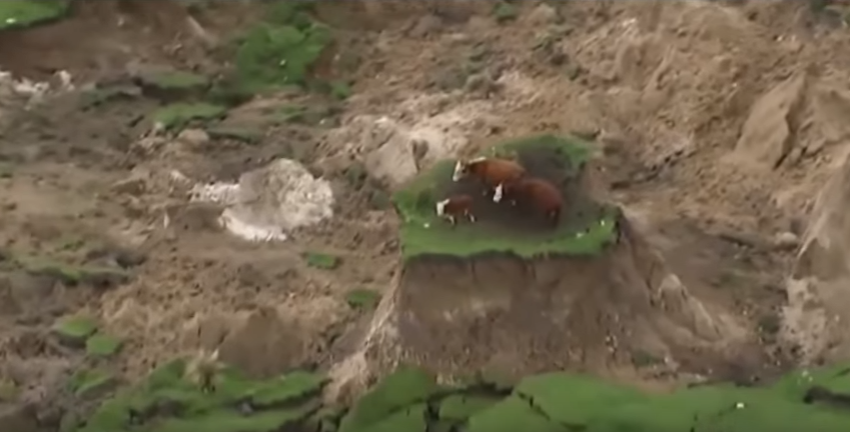 Video: Cattle left stranded following earthquake in New Zealand