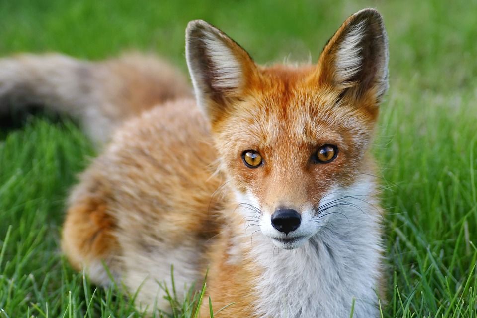 Bird flu detected in foxes in France – WOAH