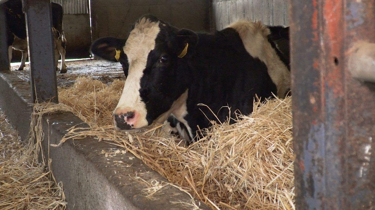 Autumn-calving: Dealing with milk fever cases