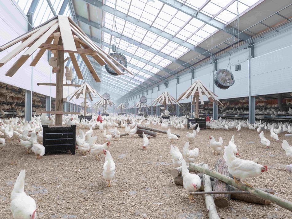 Lidl partners with new egg company to farm higher-welfare chickens