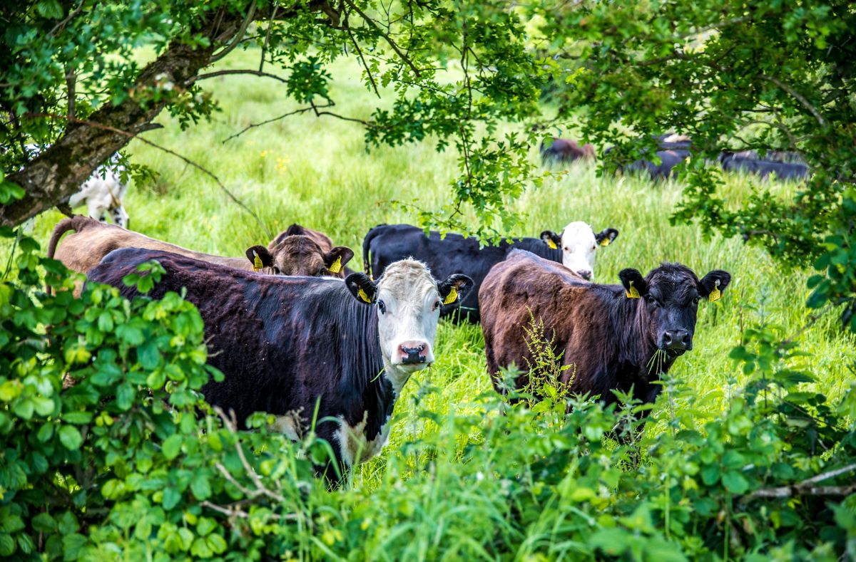 Farmers urged to 'step up' and demonstrate industry's role tackling climate change