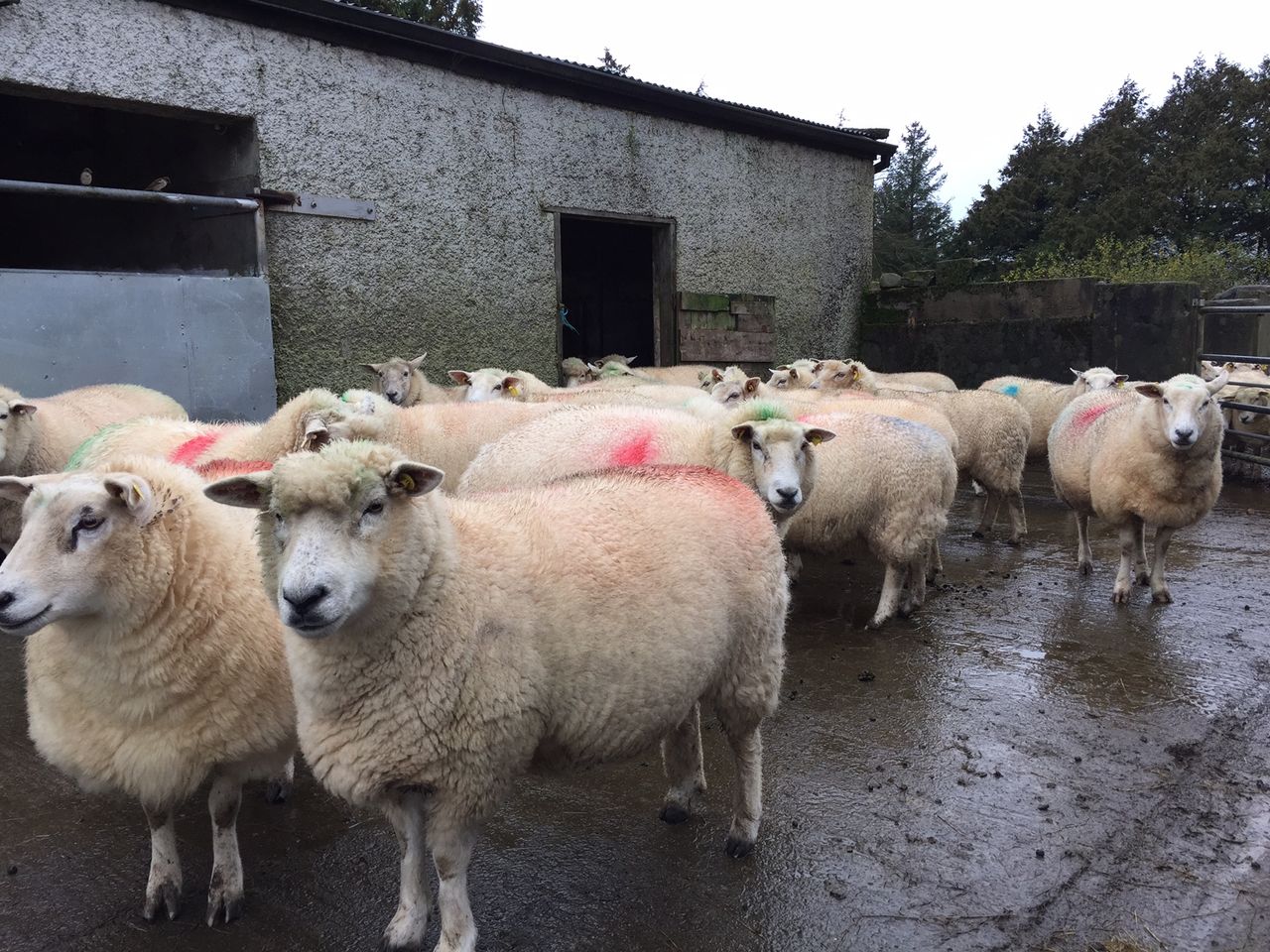 Maedi Visna on the rise in Scottish sheep flocks