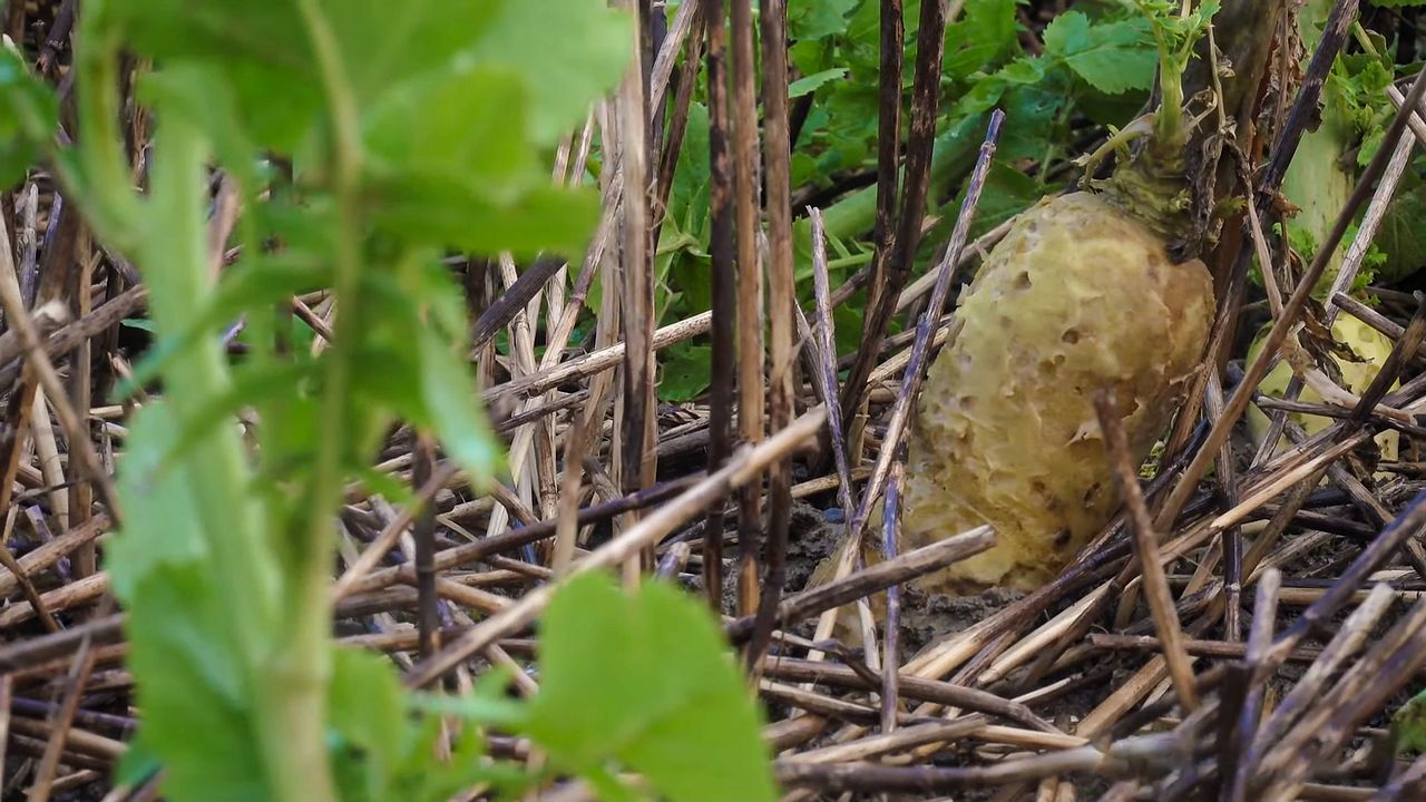 Cover crops in the rotation will yield hidden benefits