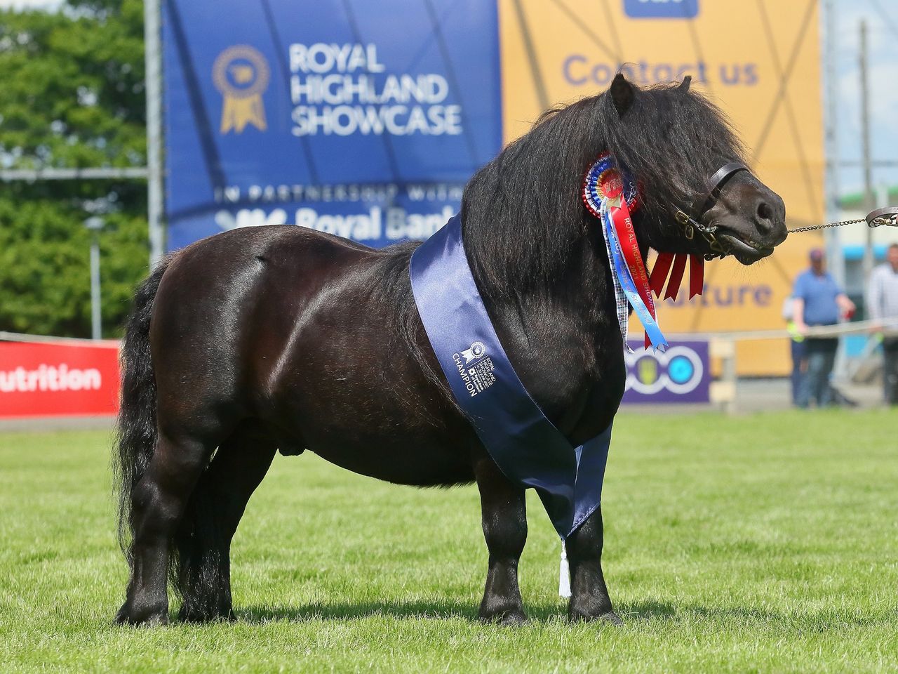 Wells Dancing Brave makes history at Royal Highland Showcase