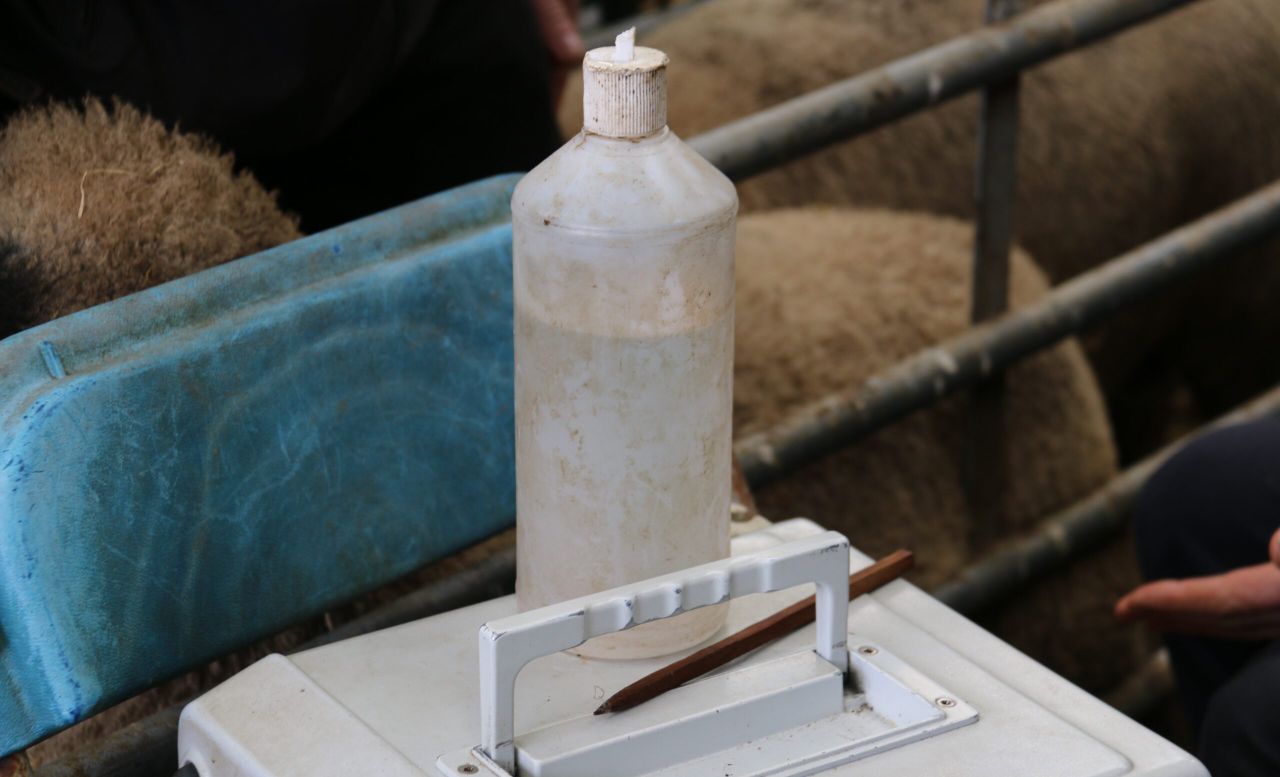 New sheep guides to focus on top ram traits
