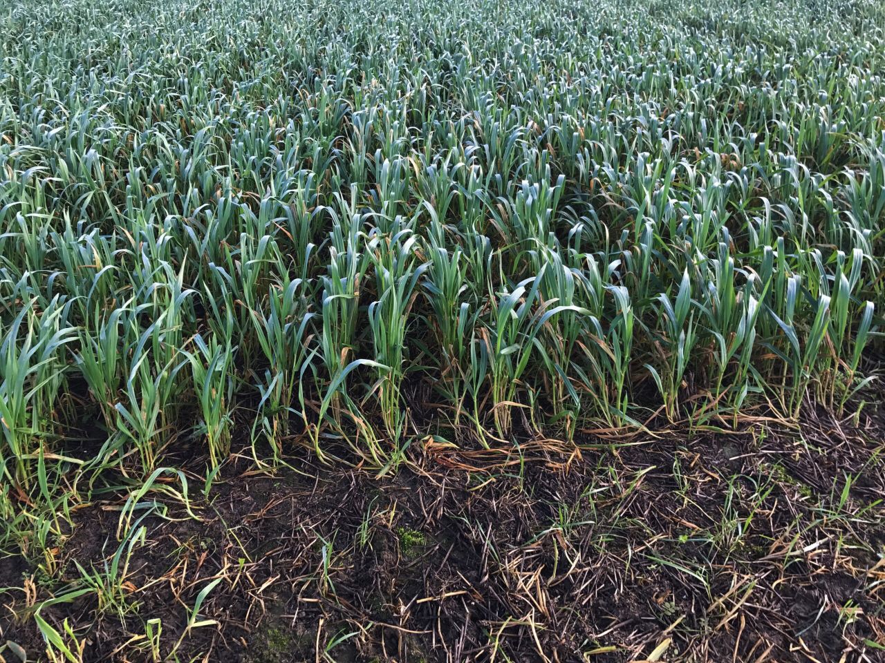 3-crop rule lifted in Northern Ireland for 2020