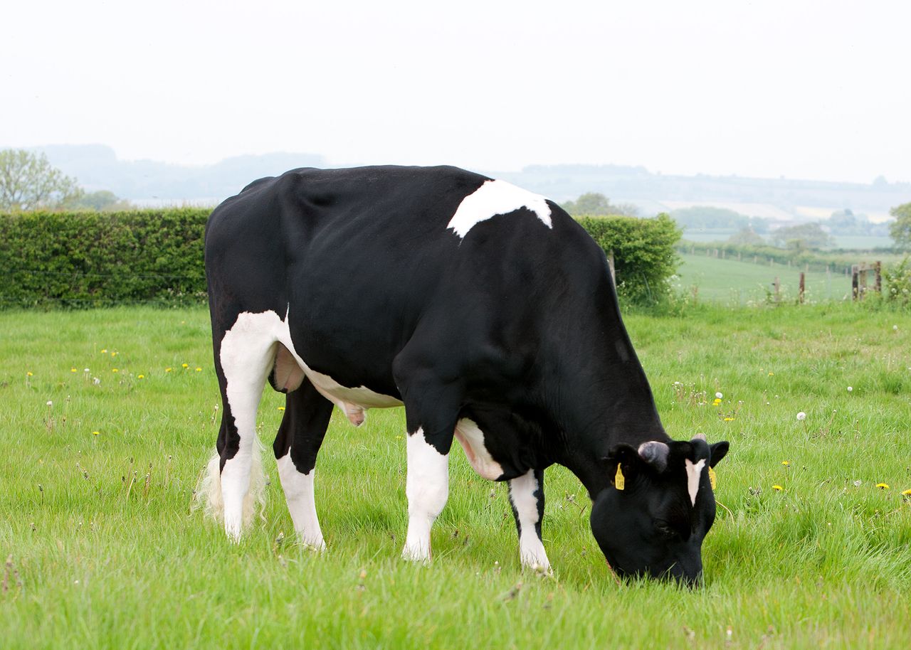 'Dairy farmers could gain €60 per cow using sexed semen'