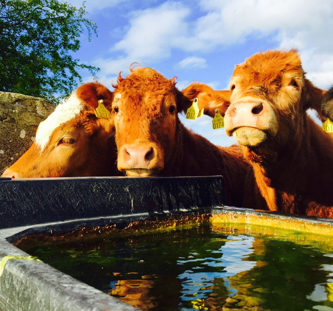Demand for beef outstrips supply in US