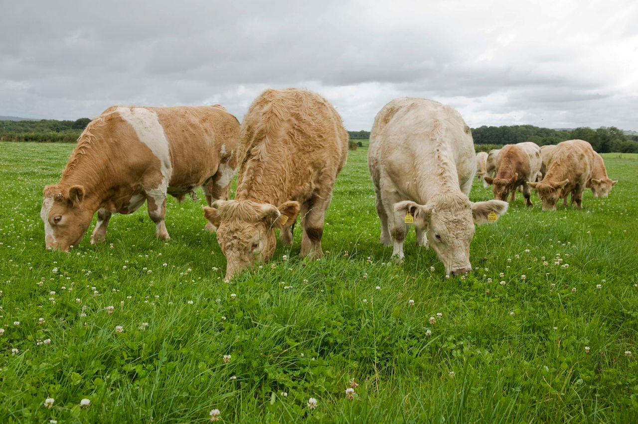 Impact of beef crisis in Northern Ireland highlighted
