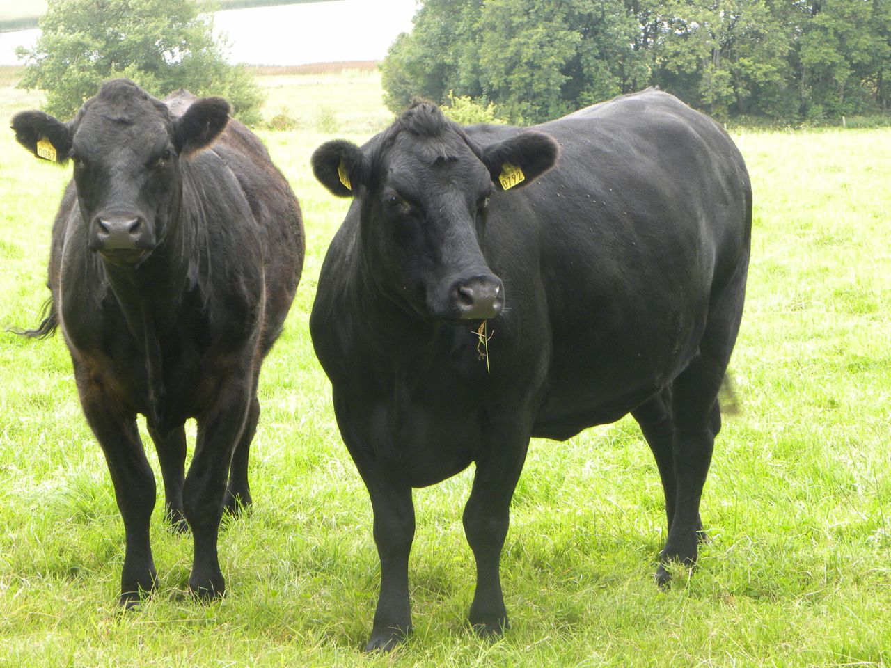 Northern Ireland farmers call on processors to honour commitments on residencies