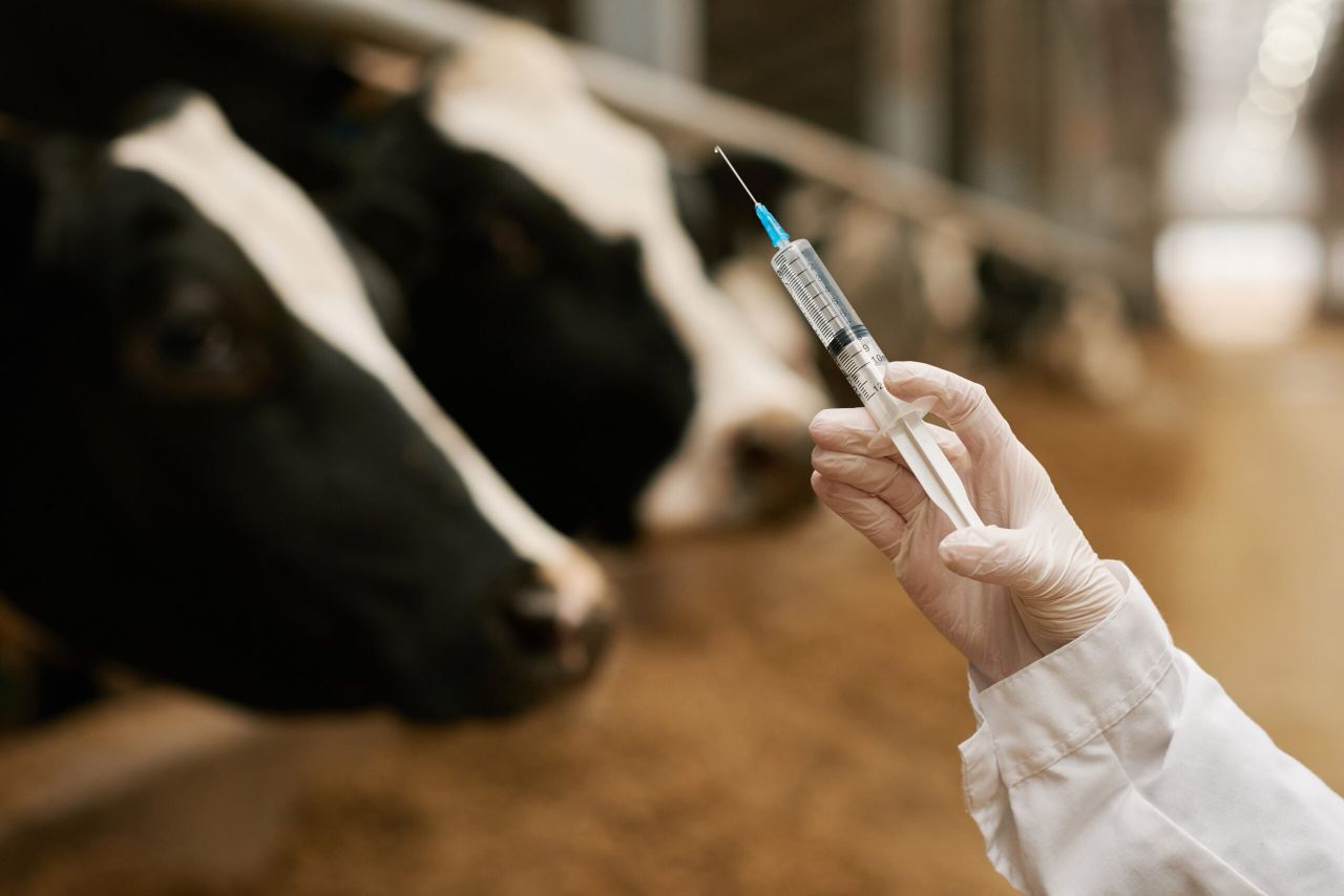 Scottish MP urges farmers to vaccinate against bluetongue