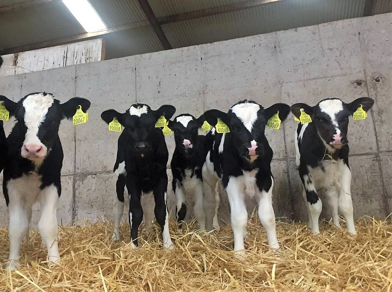 Beef and dairy producers should prioritise minerals - Rumenco