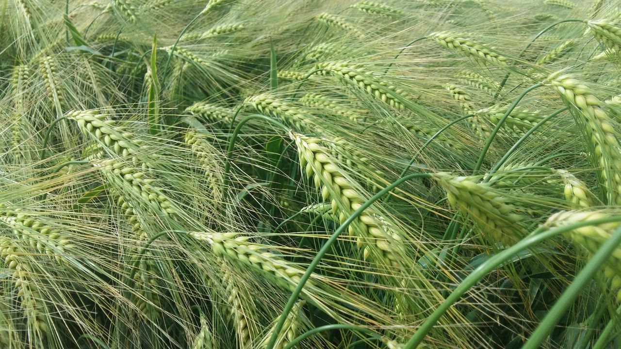Newly recommended hybrid barley varieties broadens grower choice