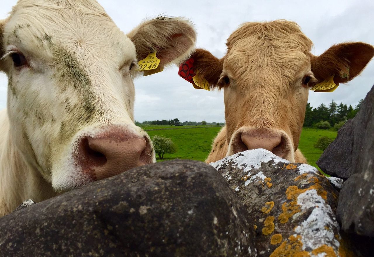 Another hike in UK cattle prices last week