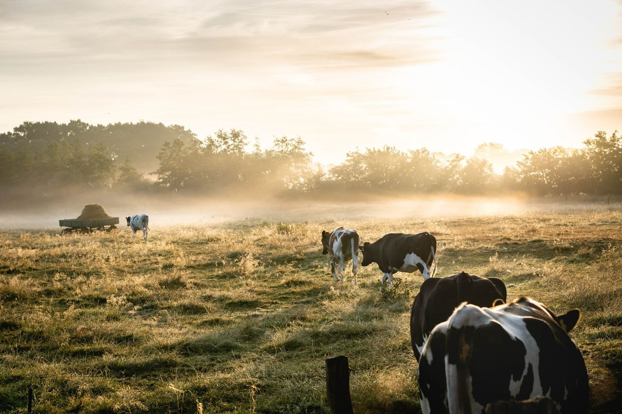 Research: Many large dairy companies plan to reach ‘net zero’