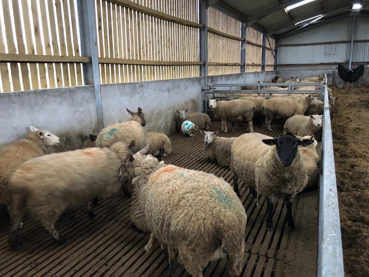 What can I do if my ewes are prolapsing?