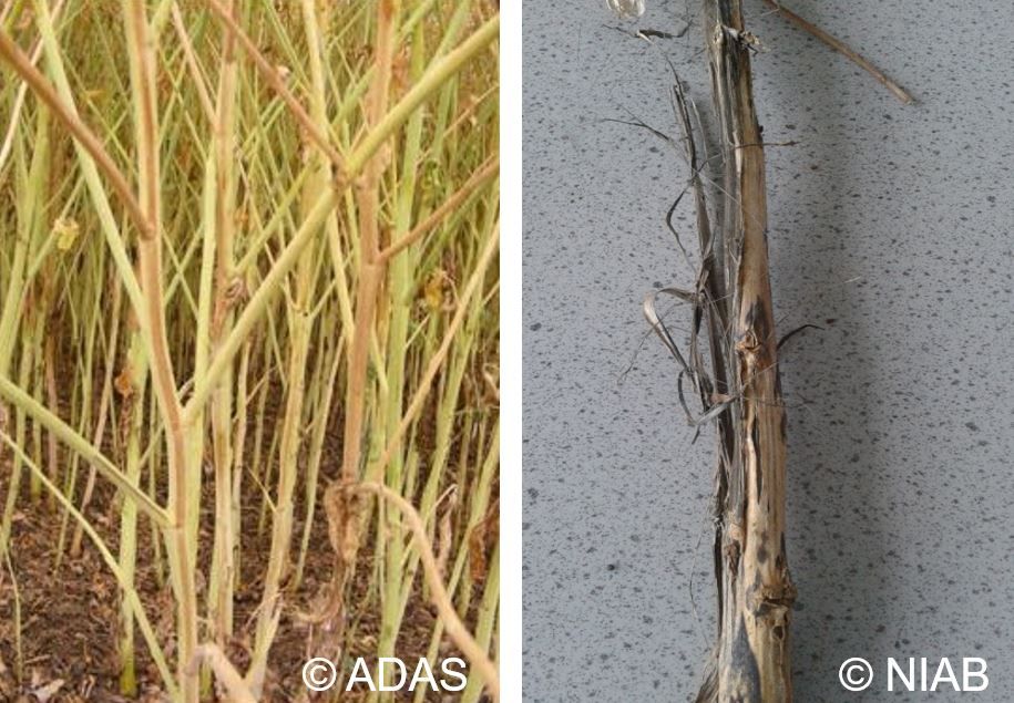 Verticillium wilt disease ratings ‘one step closer’