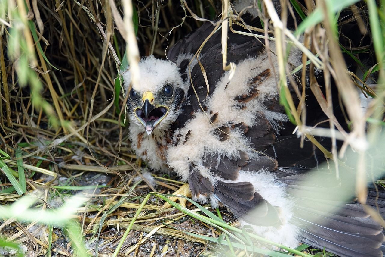 141 hen harrier chicks have fledged this year - Natural England