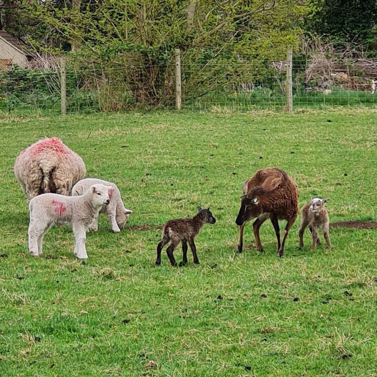Thieves steal lamb from learning-disability farm